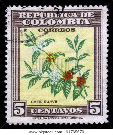 Coffee Plant