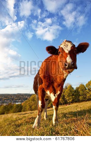 A close-up of a cow looking at the camera