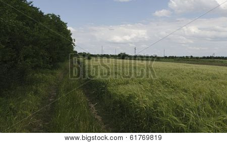 Summertime landscape with wheat field
