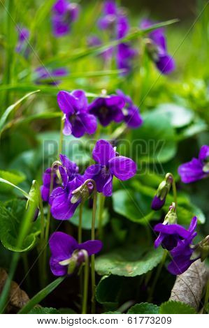 Viola Odorata - Sweet Violet, English Violet, Common Violet, Or Garden Violet