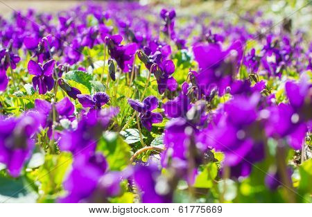 Spring Forest