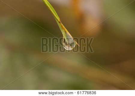Dew On The Hook