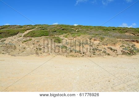 Hill And Bushes