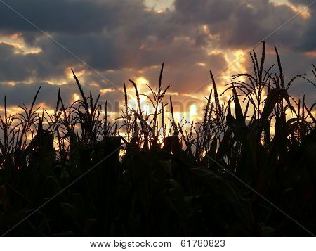Cornfield Sunrise
