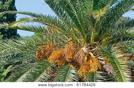 Palm Close Up