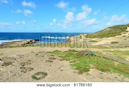 Plants And Rocks