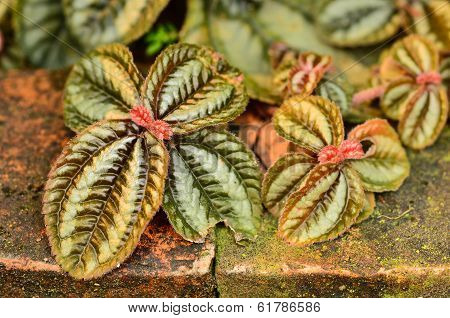 Red Episcia