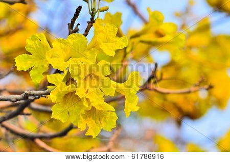 Tabebuia Chrysotricha Yellow Flowers