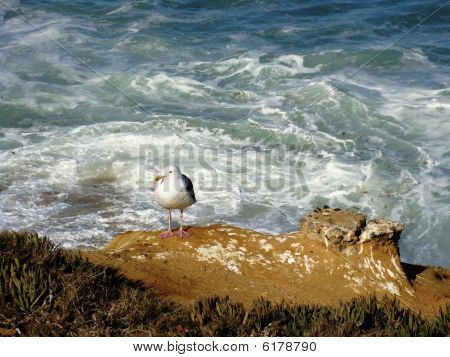 Mewa samotny poszukuje posiłku łatwe na klifie Lajolla
