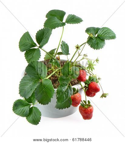strawberry plant pot isolated on white background