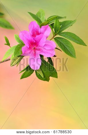 Flower Blossom background  