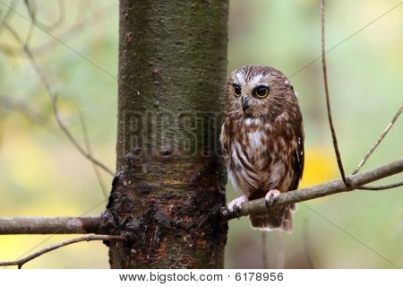 Piła - zaostrzy sowa
