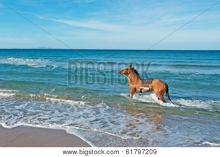 Horse In The Sea