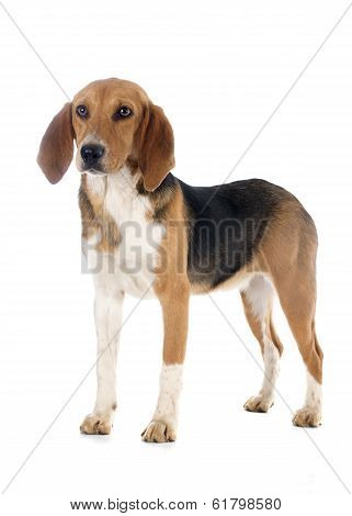 Beagle Harrier