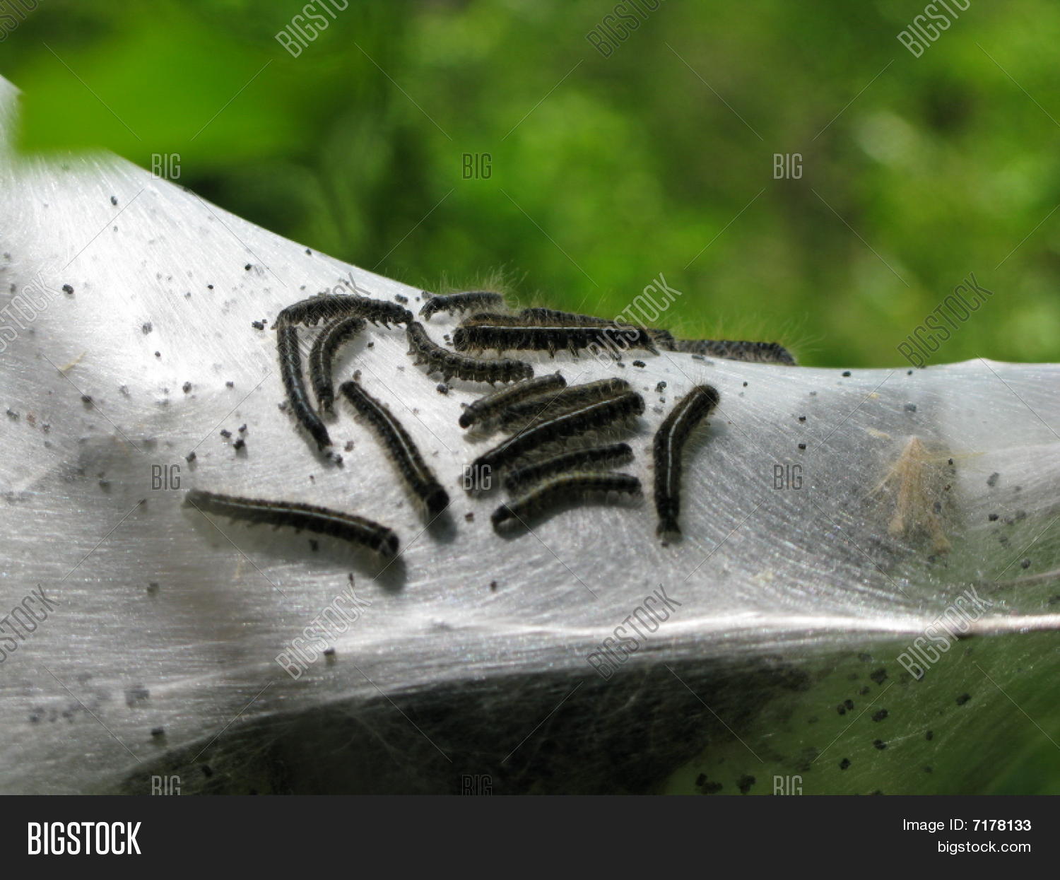 Black Worms Coming Out Image & Photo (Free Trial) Bigstock