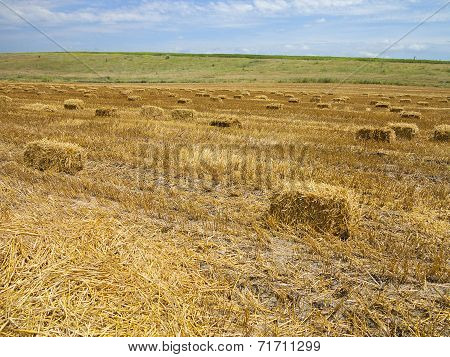 Straw Bales In Agricultural Harvested Wheatfield
