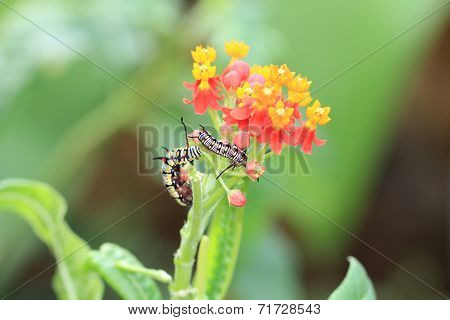 Milkweed flowers and caterpillars