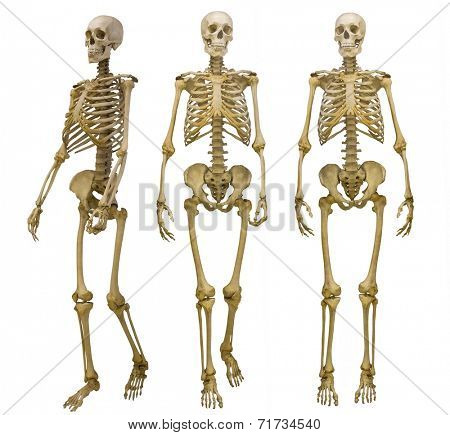 three human skeletons isolated on white background