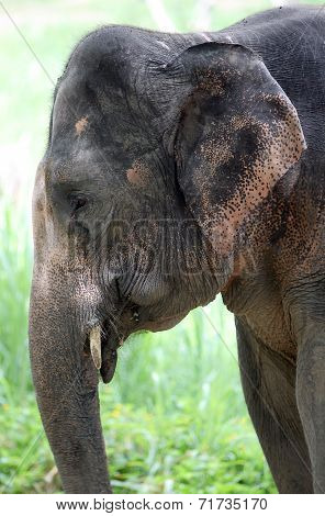 portrait of an elephant