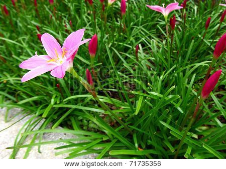 Purple crocuses