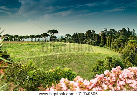 Weeds On Green View