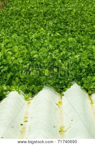 Watercress Plants In Hydroponic Culture