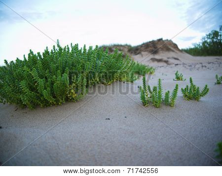 Beach With Sand Dunes