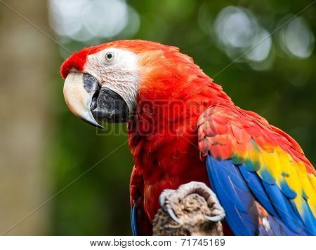 Portrait Of ..portrait Of Scarlet Macaw Parrot