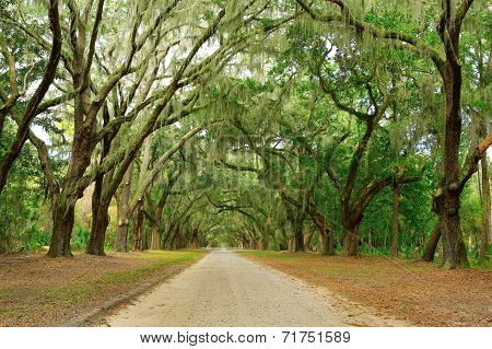 Canopy Of Oak Trees Covered In Moss. Forsyth Park, Savannah, Georgia