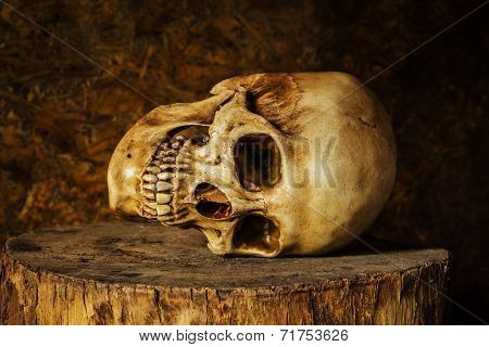Still life with ideas about Art skulls