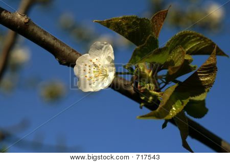 Chery Blossom