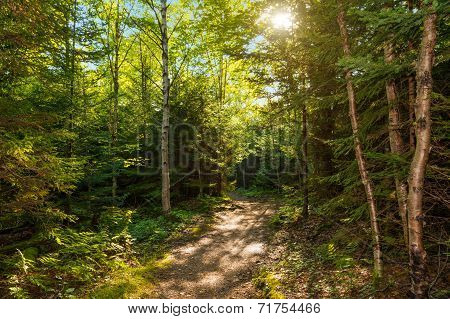 Dickson Falls Trail Path