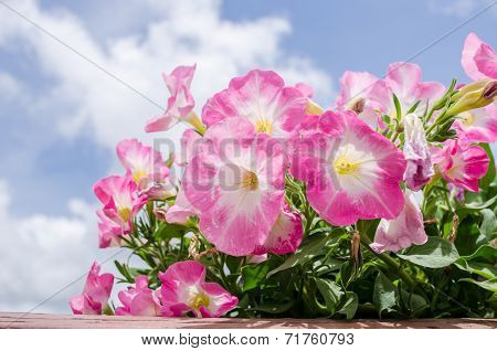 Petunia Or Petunia Hybrida Vilm