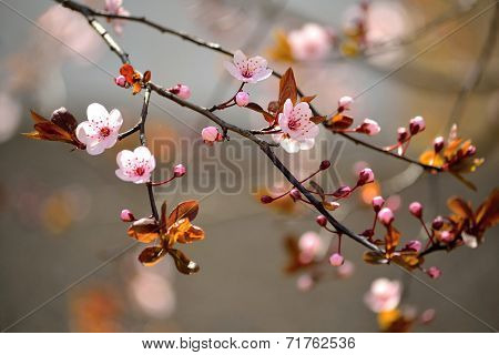 Beautiful flowering Japanese cherry - Sakura. Background with flowers on a spring day.
