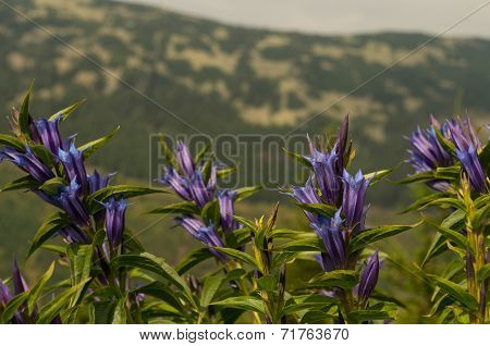 Gentiana Asclepiadea
