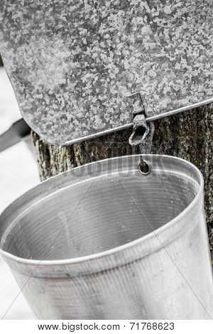 Maple Sap Buckets On Trees In Spring