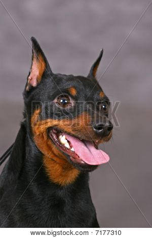 Zwerg Pinscher