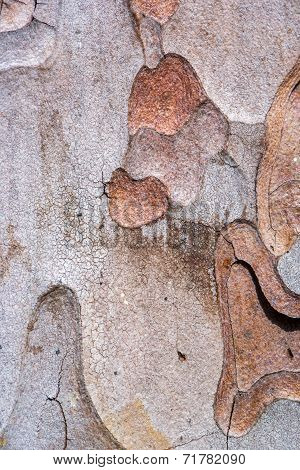 Tree Bark