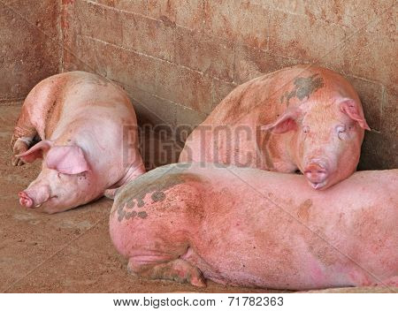 Fat Pigs In The Sty Of The Farm In The Countryside