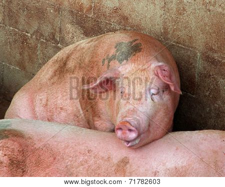 Pig In The Pigsty Of The Farm In The Countryside