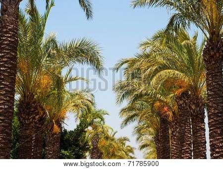 Tropical Gardens Of Finik Palms