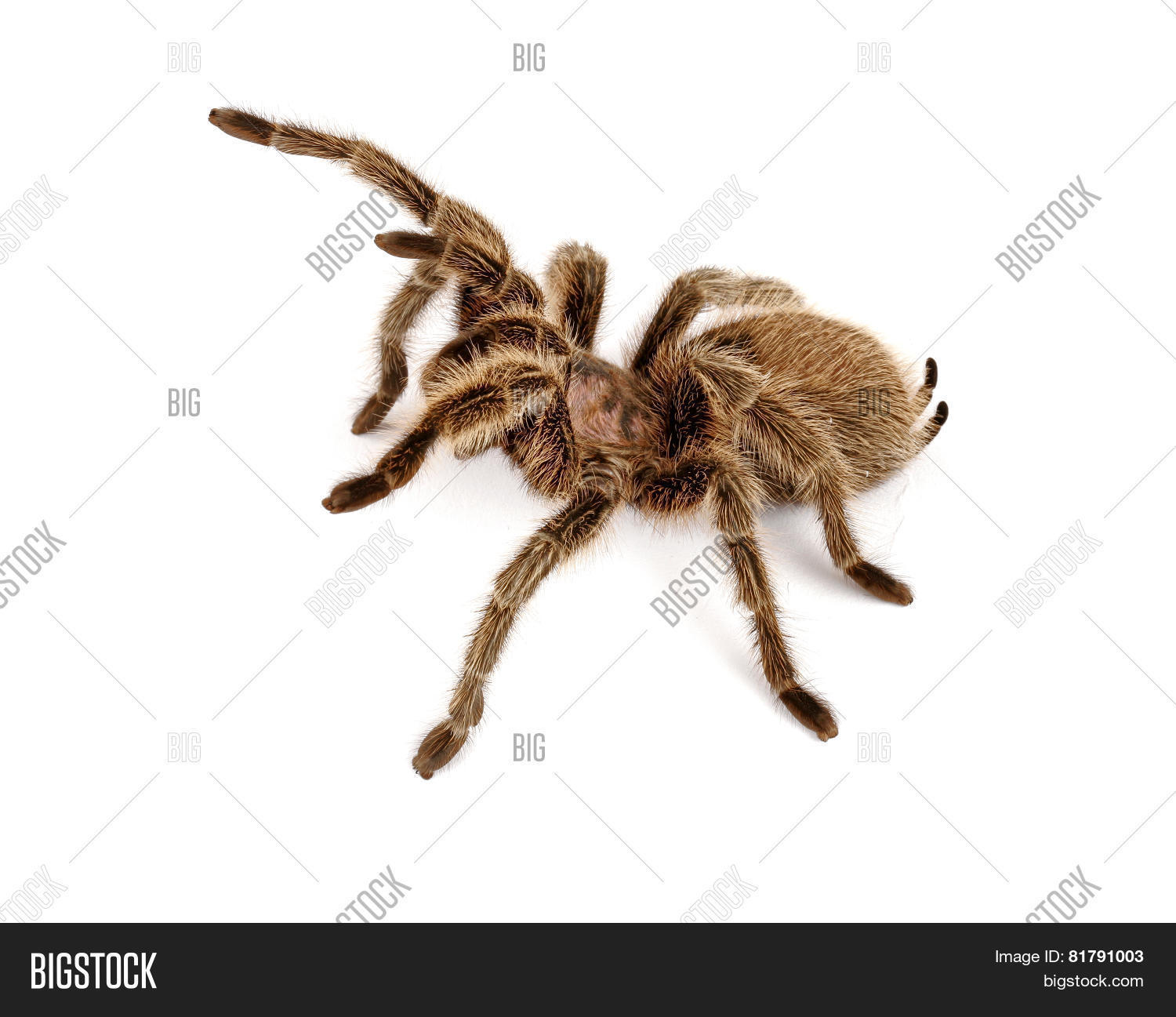 Chilean Rose Hair Image & Photo (Free Trial) | Bigstock