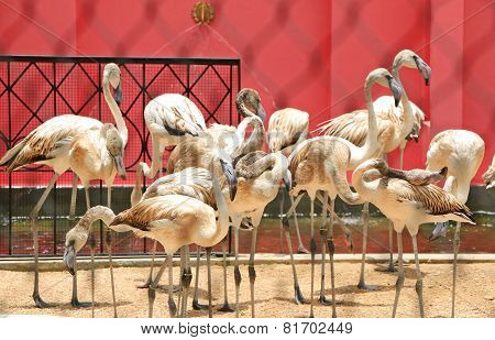 Framingo birds