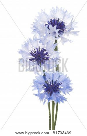 Cornflower