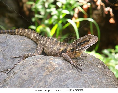 An Australian Water Dragon (Physignathus lesueurii) basks on a rock in Queensland, Australia.