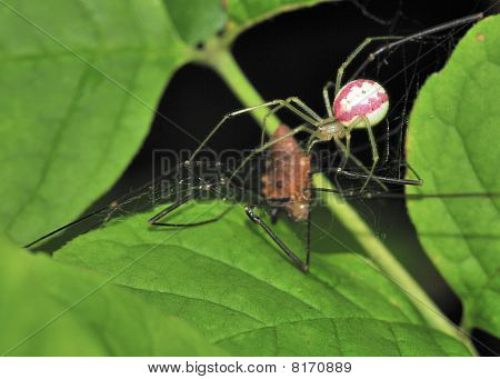 Kam-footed Spider