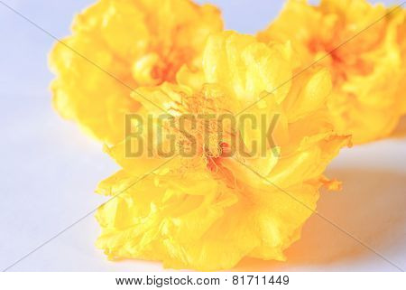 Tabebuia Chrysotricha Yellow Flowers