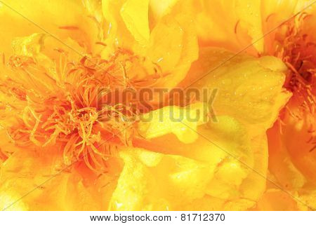 Tabebuia Chrysotricha Yellow Flowers