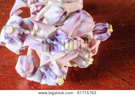 Crown Flower Background