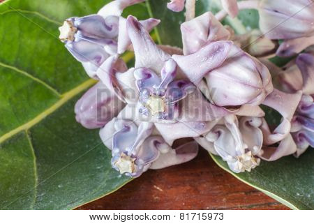 Crown Flower Background